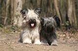 SKYE TERRIER 074